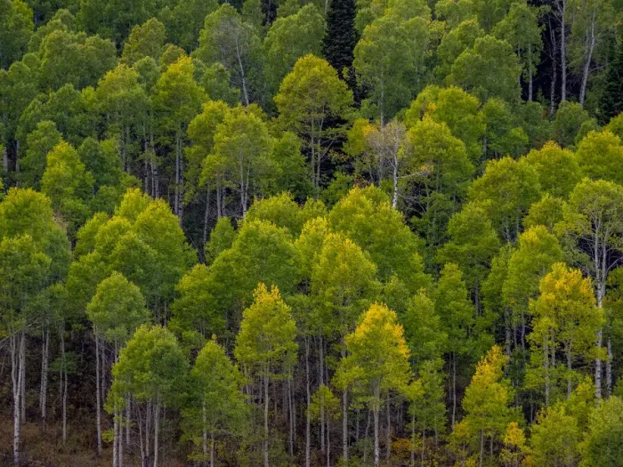 Framed Print : USA, Utah, east of Logan on highway 89 and Aspen Grove still green