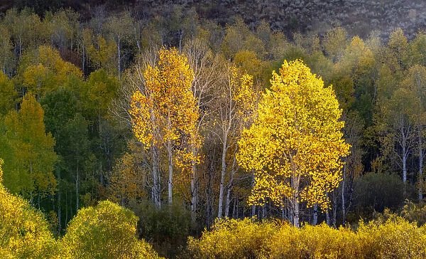 USA, Utah, east of Logan on highway 89 and Aspens in fall color with back lighting and sun beam