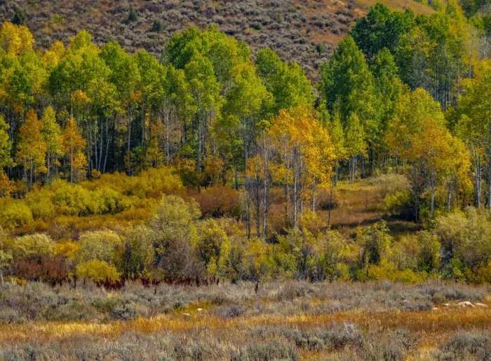 Framed Print : USA, Utah, east of Logan on highway 89 fall color Aspens near Logan Pass Framed Print : USA, Utah, east of Logan on highway 89 fall color Aspens near Logan Pass