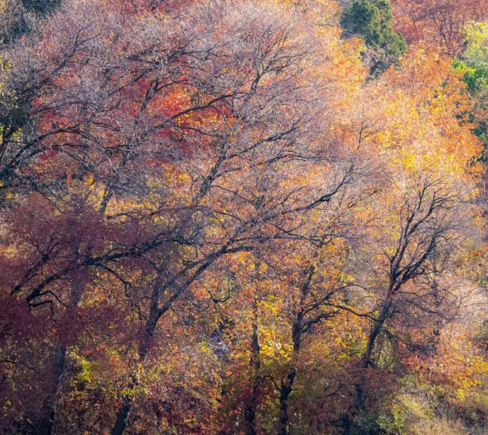 Framed Print : USA, Utah, east of Logan on highway 89 fall color on Canyon Maple