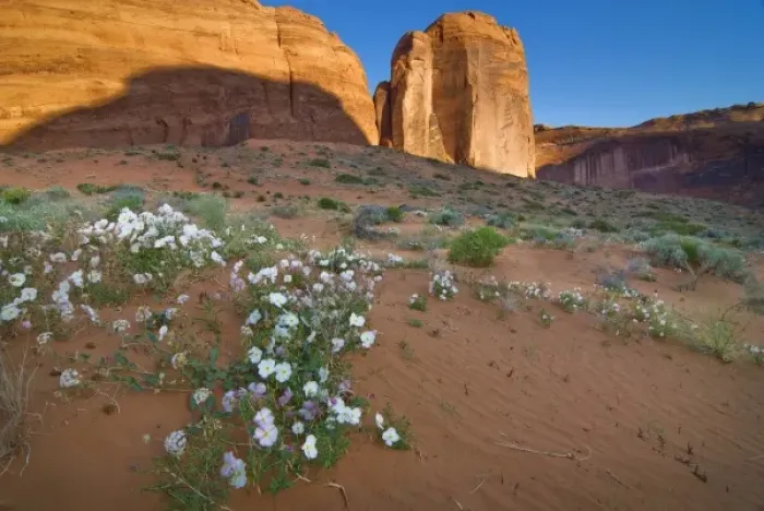 Framed Print : USA, Utah, Escalante Wilderness. Wildflowers in Coyote Gulch. (MR) Framed Print : USA, Utah, Escalante Wilderness. Wildflowers in Coyote Gulch. (MR)