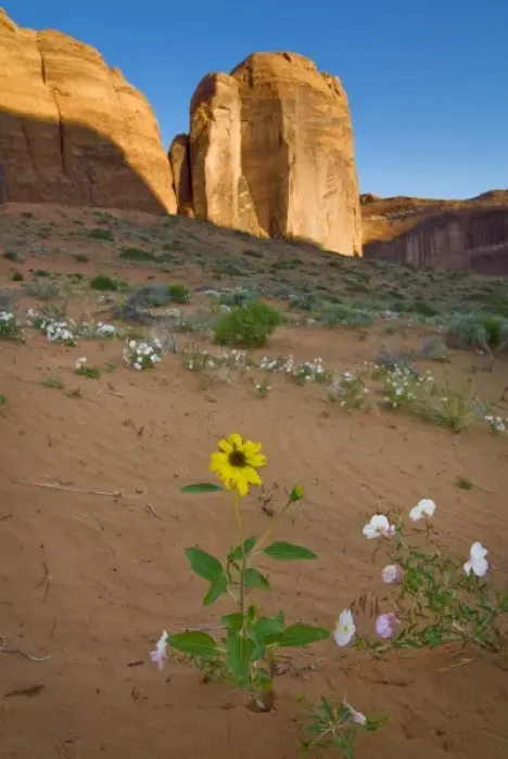 Framed Print : USA, Utah, Escalante Wilderness. Wildflowers in Coyote Gulch. (MR) Framed Print : USA, Utah, Escalante Wilderness. Wildflowers in Coyote Gulch. (MR)