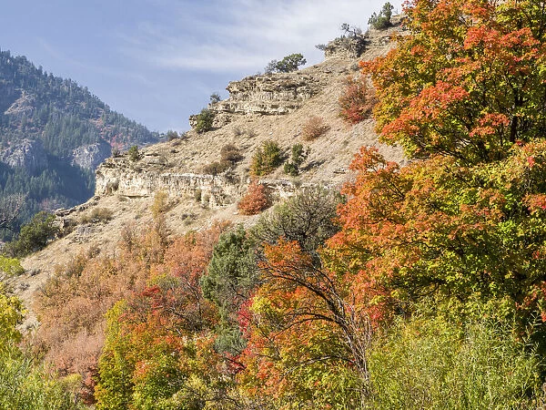 USA, Utah. Fall color with aspens along Logan Canyon