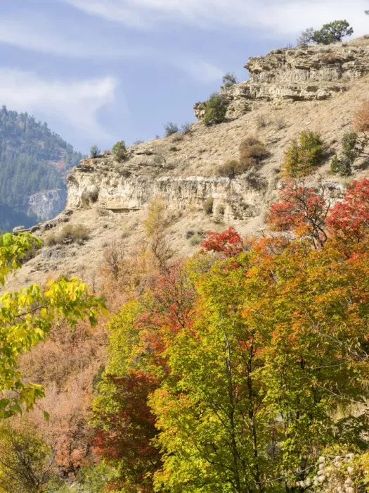 Framed Print : USA, Utah. Fall color with aspens along Logan Canyon Framed Print : USA, Utah. Fall color with aspens along Logan Canyon