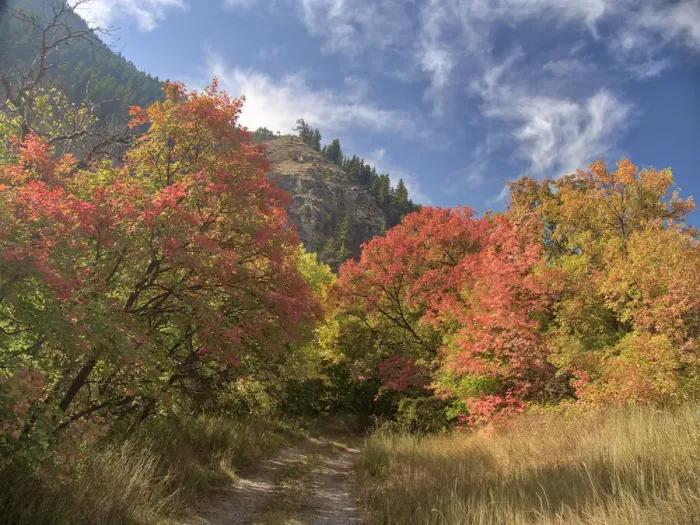 Framed Print : USA, Utah. Fall color with aspens along Logan Canyon Framed Print : USA, Utah. Fall color with aspens along Logan Canyon