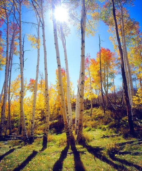 USA; Utah; Fall colors of Aspen trees
