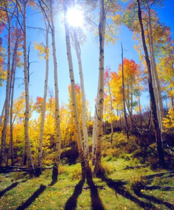 Framed Print : USA; Utah; Fall colors of Aspen trees Framed Print : USA; Utah; Fall colors of Aspen trees