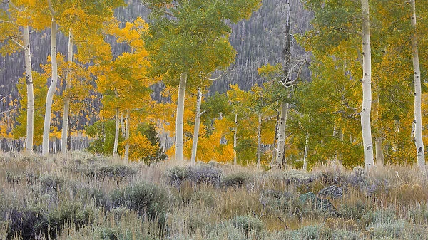 USA, Utah, Fishlake National Forest. Aspen trees in grassy meadow