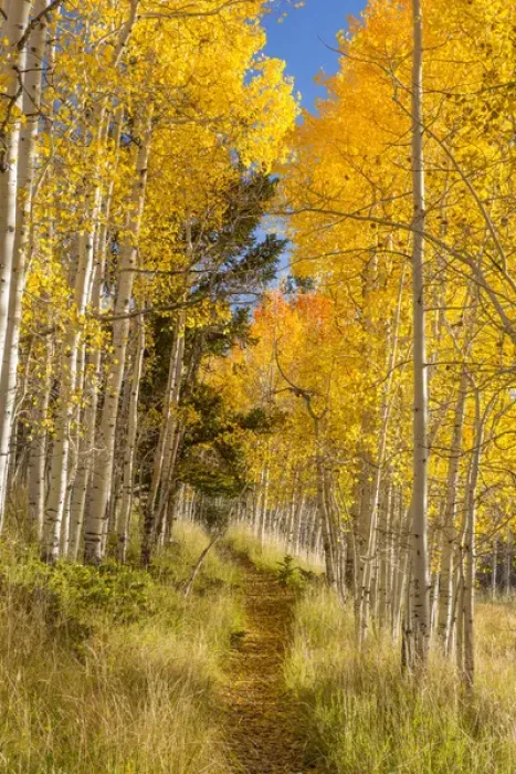 Framed Print : USA, Utah, Fishlake National Forest. Trail in aspen trees