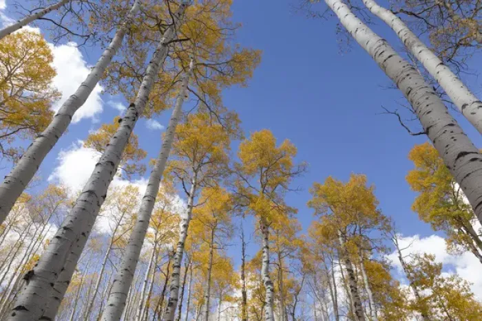 Framed Print : USA, Utah, Fishlake National Forest. Aspen trees in autumn Framed Print : USA, Utah, Fishlake National Forest. Aspen trees in autumn
