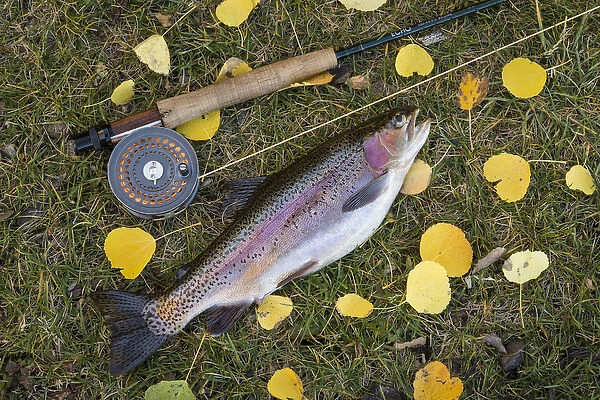 USA, Utah, Fishlake National Forest. Rainbow trout and fly rod