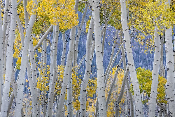 USA, Utah, Fishlake National Forest. Aspen trees in autumn