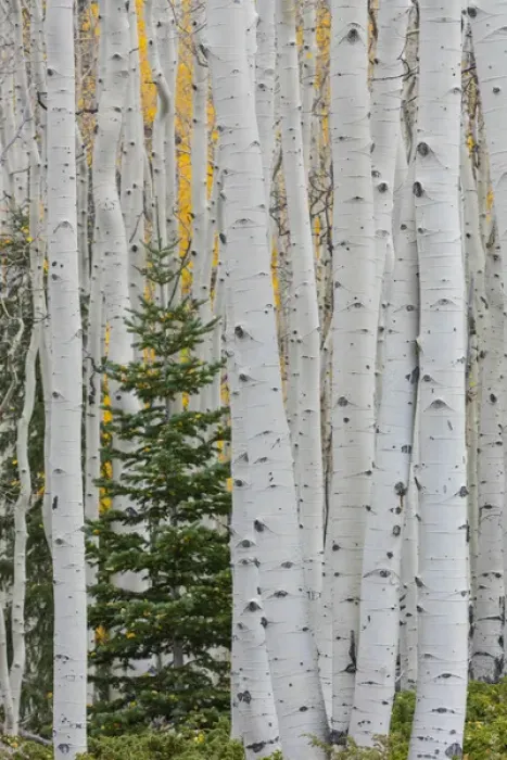 Framed Print : USA, Utah, Fishlake National Forest. Conifer tree in aspen forest Framed Print : USA, Utah, Fishlake National Forest. Conifer tree in aspen forest