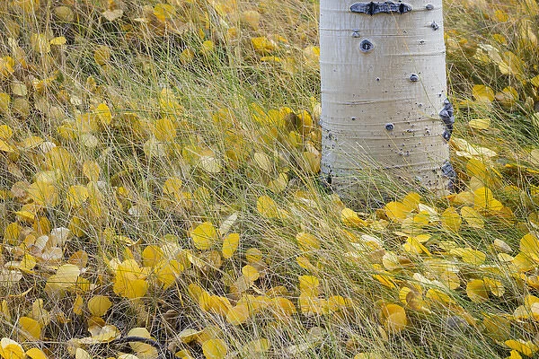 USA, Utah, Fishlake National Forest. Aspen leaves in grass
