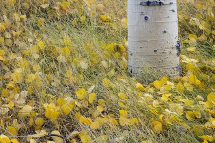 Framed Print : USA, Utah, Fishlake National Forest. Aspen leaves in grass