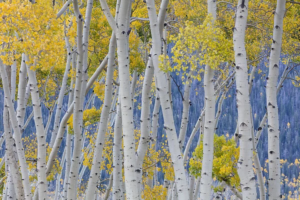 USA, Utah, Fishlake National Forest. Aspen trees in autumn