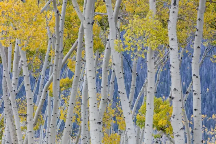 Framed Print : USA, Utah, Fishlake National Forest. Aspen trees in autumn