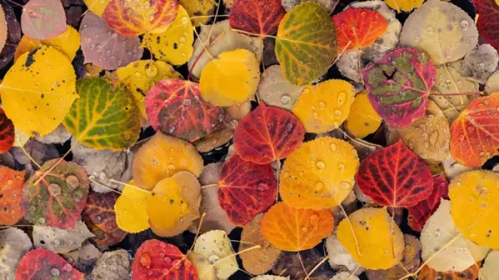 Framed Print : USA, Utah, Fishlake National Forest. Aspen leaves in a pool Framed Print : USA, Utah, Fishlake National Forest. Aspen leaves in a pool