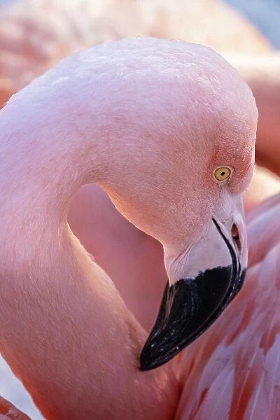 USA, Utah. Flamingos