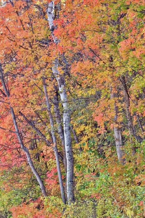 Framed Print : USA, Utah, Garden City. Aspen and maple on hillsides just east of town Framed Print : USA, Utah, Garden City. Aspen and maple on hillsides just east of town