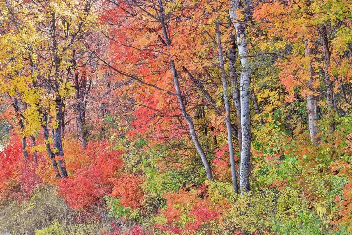 Framed Print : USA, Utah, Garden City. Aspen and maple on hillsides just east of town Framed Print : USA, Utah, Garden City. Aspen and maple on hillsides just east of town
