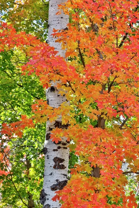 Framed Print : USA, Utah, Garden City. Aspen and maple on hillsides just east of town