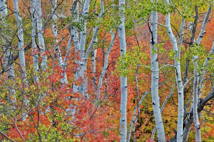 Framed Print : USA, Utah, Garden City. Aspen and maple on hillsides just east of town