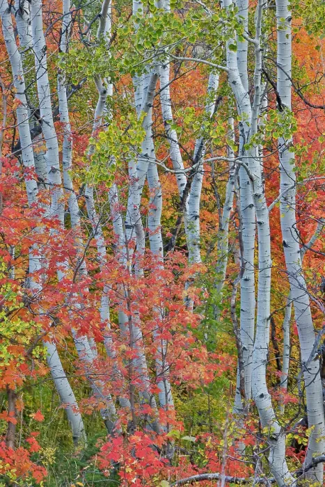 Framed Print : USA, Utah, Garden City. Aspen and maple on hillsides just east of town Framed Print : USA, Utah, Garden City. Aspen and maple on hillsides just east of town