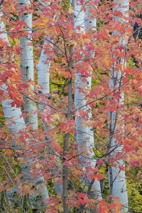 Framed Print : USA, Utah, Garden City. Aspen and maple on hillsides just east of town Framed Print : USA, Utah, Garden City. Aspen and maple on hillsides just east of town