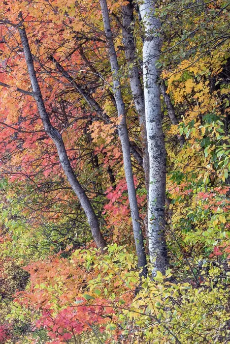 Framed Print : USA, Utah, Garden City. Aspen and maple on hillsides just east of town