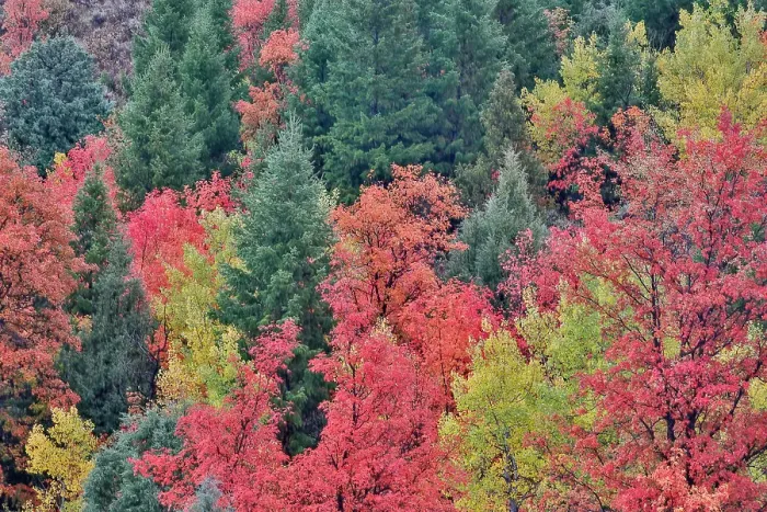 Framed Print : USA, Utah, Garden City. Bear lake area in autumn colors of red, golden on canyon maple and Aspen Framed Print : USA, Utah, Garden City. Bear lake area in autumn colors of red, golden on canyon maple and Aspen