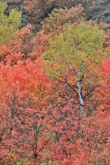 Framed Print : USA, Utah, Garden City. Bear lake area in autumn colors of red, golden on canyon maple and Aspen Framed Print : USA, Utah, Garden City. Bear lake area in autumn colors of red, golden on canyon maple and Aspen