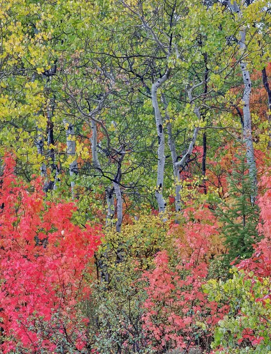 Framed Print : USA, Utah, Garden City. Bear lake area in autumn colors of red, golden on canyon maple and Aspen Framed Print : USA, Utah, Garden City. Bear lake area in autumn colors of red, golden on canyon maple and Aspen