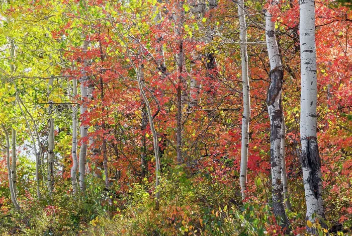 Framed Print : USA, Utah, Garden City, Bear Lake with fall color of Aspen and canyon maple trees Framed Print : USA, Utah, Garden City, Bear Lake with fall color of Aspen and canyon maple trees