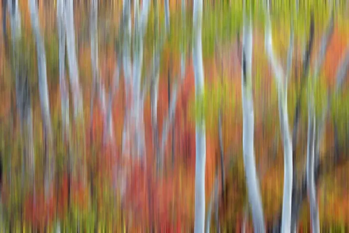 Framed Print : USA, Utah, Garden City. Blur of Aspen and maple on hillsides just east of town Framed Print : USA, Utah, Garden City. Blur of Aspen and maple on hillsides just east of town