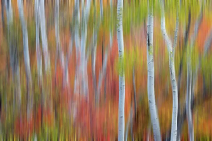 Framed Print : USA, Utah, Garden City. Blur of Aspen and maple on hillsides just east of town Framed Print : USA, Utah, Garden City. Blur of Aspen and maple on hillsides just east of town