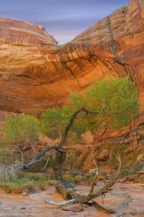 Framed Print : USA, Utah, Glen Canyon National Recreation Area. Cottonwood tree in Pool Canyon. Credit as Framed Print : USA, Utah, Glen Canyon National Recreation Area. Cottonwood tree in Pool Canyon. Credit as