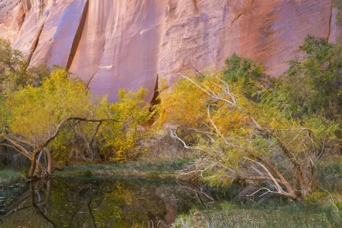 Framed Print : USA, Utah, Glen Canyon National Recreation Area. An oasis in Forest Cove. Credit as Framed Print : USA, Utah, Glen Canyon National Recreation Area. An oasis in Forest Cove. Credit as