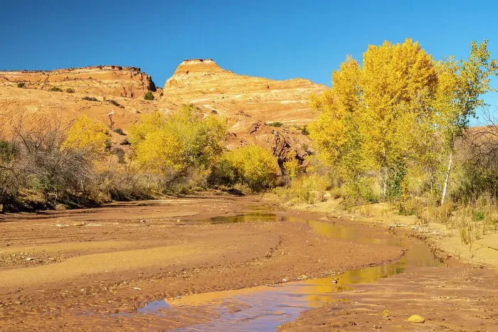 Framed Print : USA, Utah, Grand Staircase Escalante National Monument. Harris Wash and cottonwood trees in fall