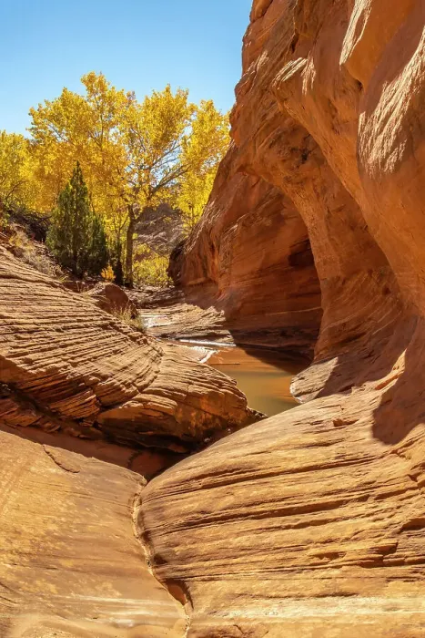 Framed Print : USA, Utah, Grand Staircase Escalante National Monument. Harris Wash and cottonwood tree in fall
