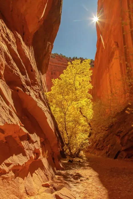 Framed Print : USA, Utah, Grand Staircase Escalante National Monument. Burr Trail and tree in Escalante River Basin