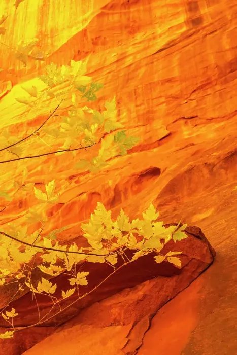 Framed Print : USA, Utah, Grand Staircase Escalante National Monument. Close-up of rock face and branches