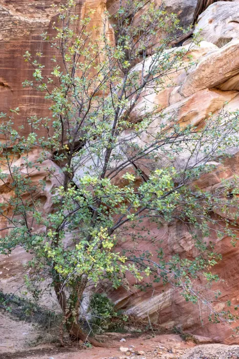 Framed Print : USA, Utah, Grand Wash, Capitol Reef National Park. Single-leaf ash tree in front of sandstone wall Framed Print : USA, Utah, Grand Wash, Capitol Reef National Park. Single-leaf ash tree in front of sandstone wall