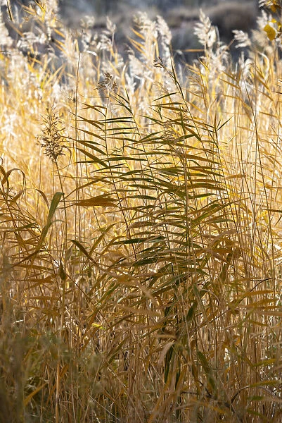 USA, Utah. Grasses along the Fremont River, Capital Reef National Park