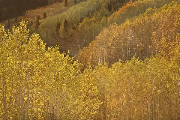 USA, Utah, Guardsman Pass. Aspen trees showing autumn colors. Credit as: Don Grall