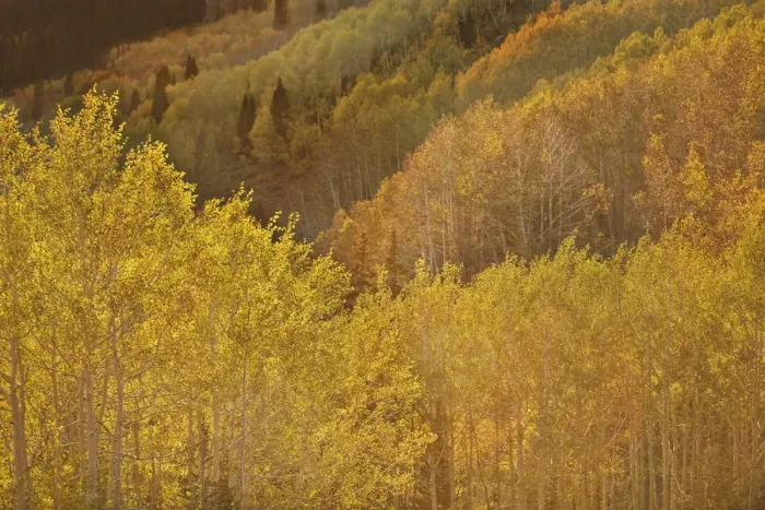 Framed Print : USA, Utah, Guardsman Pass. Aspen trees showing autumn colors. Credit as: Don Grall Framed Print : USA, Utah, Guardsman Pass. Aspen trees showing autumn colors. Credit as: Don Grall