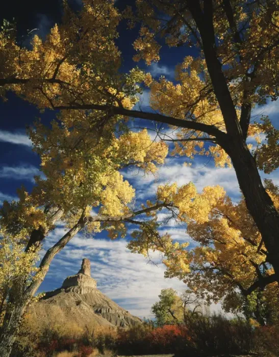 Framed Print : USA, Utah, Gunnison Butte, framed by cottonwoods (populus tremonti) and squawbush