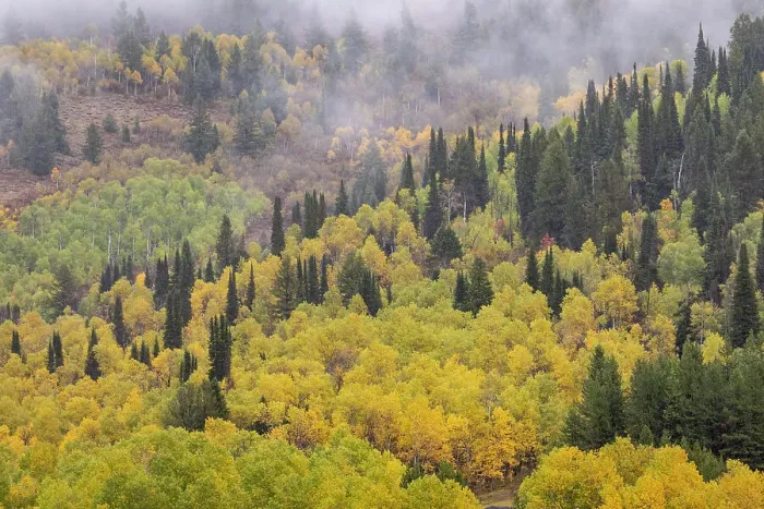 Framed Print : USA, Utah. Highway 89 Aspens and evergreens in Autumn Colors along the highway going to Logan