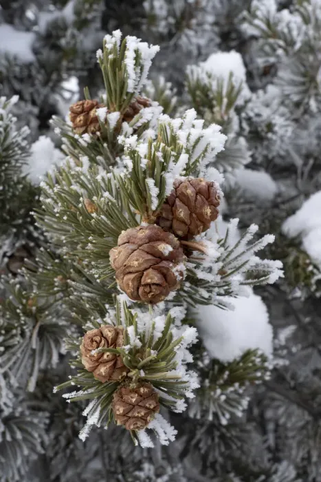 Framed Print : USA, Utah. Hoar frost covered pinyon pine, detail, Island in the Sky Framed Print : USA, Utah. Hoar frost covered pinyon pine, detail, Island in the Sky