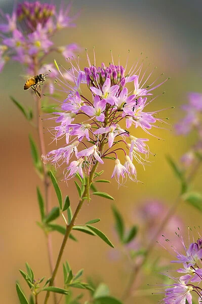 USA, Utah. Honey bee hovers over beeweed flowers in springtime